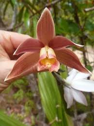 Image result for Phaius occidentalis