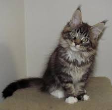 After you have filled out an application and been approved, please join us on our closed facebook page maine coon kittens of nacoonzi. Pin On Feline Friends