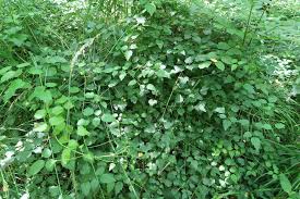 Image result for Clematis uhehensis