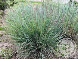 Image result for Schizachyrium brevifolium