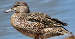 Blue Identification Birds Of Colorado Blue Winged Teal Female C Hikerboy45 May 2009 Blue Winged Teal Teal Ornithology