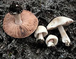 Image result for Volusia amboinensis