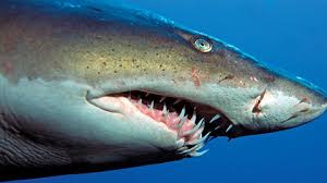 It has been recorded in 69 unprovoked attacks on humans but researchers believe the numbers may be higher because of the lack of easily identifiable markings. Sharks In These Waters You Know There Is A Foolproof Way To Tell If