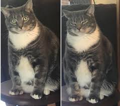 Maybe you would like to learn more about one of these? What Life Is Like When You Live With A Cat 10 Pics