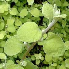 Image result for Helichrysum aureum