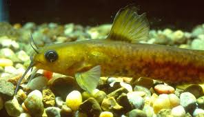 Image result for Agelanthus sp. aff. A. brunneus