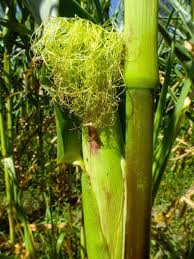 Image result for Zea mays