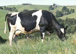 Finish the story will the cows come home? Farm To Plate Worksheet How Much Do Cows Eat Foundation To Year 2 Discover Dairy