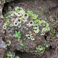 Bispora streams live on twitch! Natural History Photographs By Cor Zonneveld