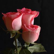 It's the symbol of love. Image Result For Whatsapp Flower Dp Hd Imagenes De Flores Flores Bonitas Rosas Hermosas