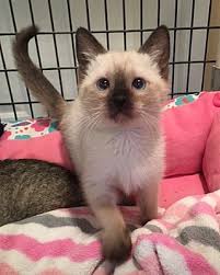 We offer free adoption information and support. Las Vegas Nv Siamese Meet Maddee A Pet For Adoption
