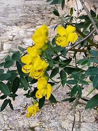 Image result for Senna floribunda