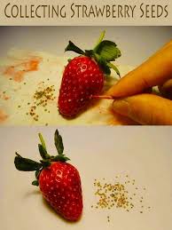 How To Collect And Prepare Strawberry Seed For Propagation The Garden Of Eaden Strawberry Seed Growing Strawberries Plants