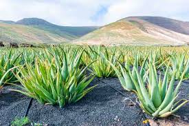 Image result for Aloe barendii