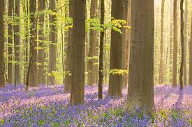 The forest will remain open but only for people living nearby who can walk or cycle there. Blooming Bluebell Forest Of Hallerbos By Sara Winter