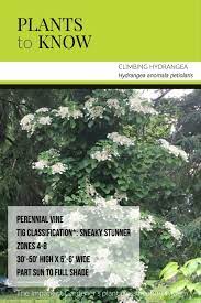 Growing any variant of the rose is difficult, and you need to be particularly careful that you do it right. Plant To Know Climbing Hydrangea The Impatient Gardener