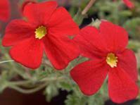 Image result for Jamesbrittenia micrantha