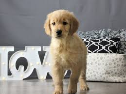 Browse thru our id verified puppy for sale listings to find your perfect puppy in your area. Golden Retriever Dog Male Golden 2463931 Petland Carriage Place