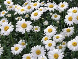 Daisy Flower Images Free To Download Medicinal Plants Chamomile Seeds Flower Essences