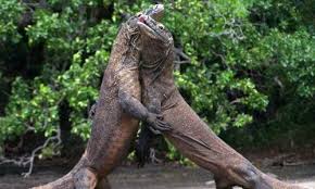 Lebah terbesar di dunia telah ditemukan kembali setelah puluhan tahun para ilmuwan menduga serangga tersebut sudah punah. Habitat Komodo Atau Naga Raksasa Yang Masih Hidup Yuk Kenali