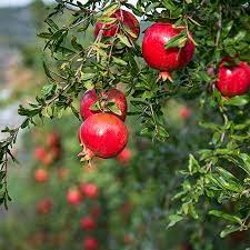 Maybe you would like to learn more about one of these? California Grown Wonderful Pomegranate Trees For Sale Fastgrowingtrees Com
