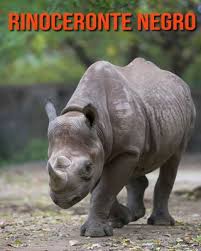 El libro el rinoceronte te hace una representación sobre cómo alcanzar el éxito a través de la historia de un animal salvaje que vive en la jungla. Rinoceronte Negro Libro Para Ninos Con Imagenes Asombrosas Y Datos Curiosos Sobre Los Rinoceronte Negro Paperback University Press Books Berkeley
