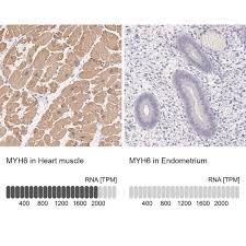 In the brain atlas, you can explore which proteins are expressed in a particular part of the brain or explore where in the brain your protein of interest is expressed. Anti Myh6 Antibody Produced In Rabbit Prestige Antibodies Powered By Atlas Antibodies Affinity Isolated Antibody Buffered Aqueous Glycerol Solution