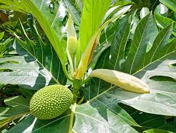 Image result for Artocarpus