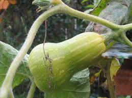 Maybe you would like to learn more about one of these? When Can I Harvest Winter Squash For Tasty Ripe Flavor