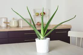 Hydropower is one of the oldest and widely used renewable sources of energy. 15 Best Kitchen Plants Houseplants To Grow In Your Kitchen