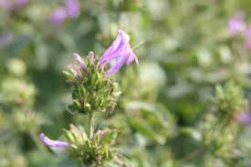 Image result for Hypoestes aristata