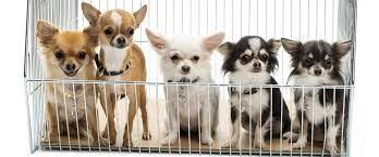 Over a zoom catch up, they give. Dog Quarantine In Singapore