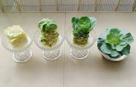 簡単手作り水耕栽培にチャレンジ 家庭菜園をもっと身近に キナリノ 家庭菜園 栽培 水耕栽培