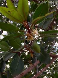 Image result for Monopsis zeyheri