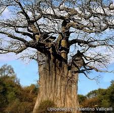 Image result for Adansonia digitata