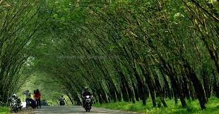 Maybe you would like to learn more about one of these? Kebun Karet Dekat Karang Anyar Tempat Kekinian Paling Hit Di Lampung Awal Tahun 2016 Perjalananku