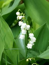 The lily of the valley grows two big leaves per flower that seem to shield the flower from any harm. Lily Of The Valley Planting Care And Blooming Of Thrush