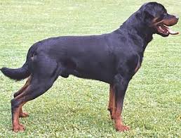 Often there is a mix of l. Rottweiler Wikipedia