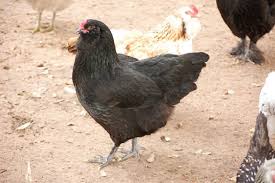 Pin On Backyard Chickens