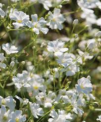 Check spelling or type a new query. Gypsophila Baby S Breath Flower Growing Information Johnny S Selected Seeds