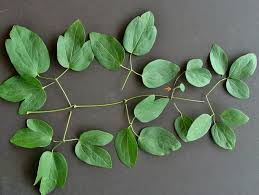 Check spelling or type a new query. Know Your Natives Net Leaf Leather Flower Arkansas Native Plant Society