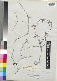 Image result for Trochomeria debilis