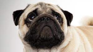 Pug Dog Breed Selector Animal Planet Dog Breed Selector Pugs Dog Breeds