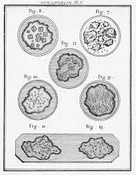 You can easily compare and choose from the 10 best apothecary jars for you. Experimental Natural History Chapter 10 Worlds Of Natural History