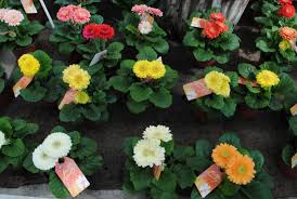 как ухаживать за герберой в горшке в домашних условиях Gerbera V Gorshke Uhod V Domashnih Usloviyah Kak I Skolko Raz Polivat Kak Peresadit V Drugoj Gorshok Skolko Cvetyot I Kak Eyo Reanimirovat Foto