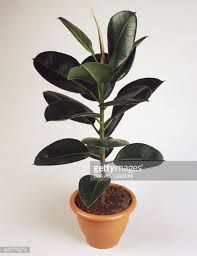 Early symptom of wrrd showed as decaying roots of rubber plant attacked, following by pale yellowing leave, folded leaf edges and ends, and sometime with early flowers and fruit appearance. Indian Rubber Fig Or Rubber Plant Moraceae Plants Rubber Plant Rubber Fig
