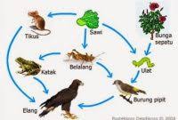 Gambar rantai makanan di hutan. Rantai Makanan Di Hutan