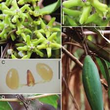 Image result for Marsdenia sylvestris
