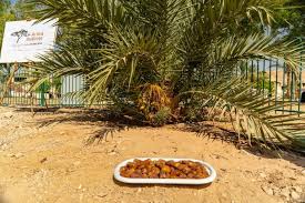 We did not find results for: Ancient Date Palm That Lived 2000 Years Ago Bears Fruit Again Green Prophet