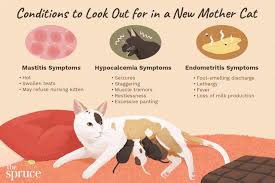 If you've noticed your cat panting more often than usual, it make be time to consider a trip to the vet. Post Natal Care Of A Cat And Her Newborn Kittens